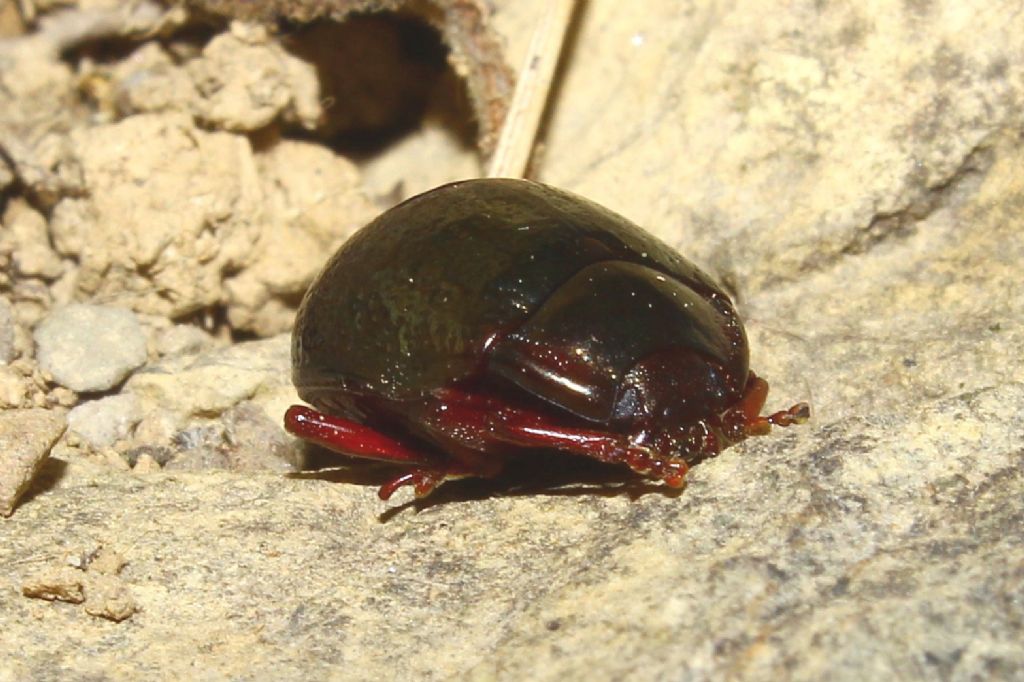 Coleoptera da determinare-7: Chrysolina bankii